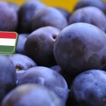 Beszámoló: szilva fajtabemutató (Cegléd)
