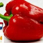 Hollandia: meglepő árcsökkenés a piros kaliforniai paprika piacán