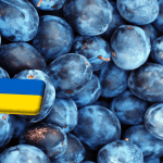 Ukrajna: túlkínálat a szilva piacán