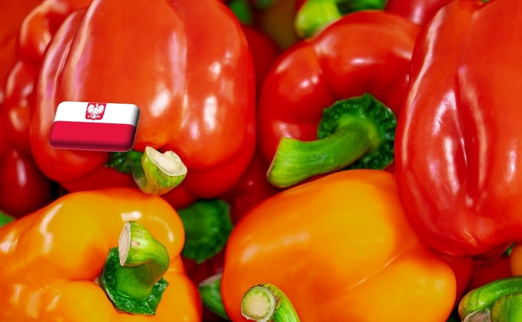 Lengyelország: szeptemberben jelentősen drágult a hajtatott paprika a nagybani piacokon 