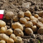 Lengyelország: szeptember közepén még olcsó a burgonya, de hosszabb távon drágulás várható 