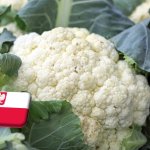 Lengyelország: normalizálódni kezdett a karfiol rekordmagas ára 