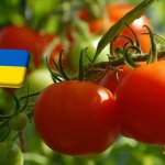 Ukrajna: folyamatosan emelkedik a paradicsom ára 