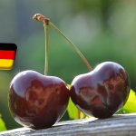 Németország: a 2024-es cseresznyetermés 8,7%-kal lett kisebb a tavalyinál 