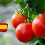 Spanyolország: tíz éve folyamatosan csökken a paradicsomexport volumene 