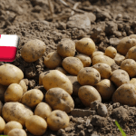 Lengyelország: az alacsony várható termésszint ellenére csökken a burgonya ára 