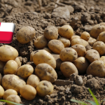 Lengyelország: október végén drágult a burgonya a nagybani piacokon 