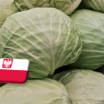 Lengyelország: hirtelen a magasba szökött a vöröskáposzta ára 