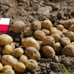 Lengyelország: tovább emelkedett a burgonya nagybani ára 