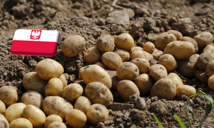 Lengyelország: tovább emelkedett a burgonya nagybani ára 