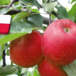 Lengyelország: mi lesz veled, Red Jonaprince? 