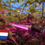 Hollandia: nem teljesíthető a hajtatási ágazat 2030-ra kitűzött klímacélja 