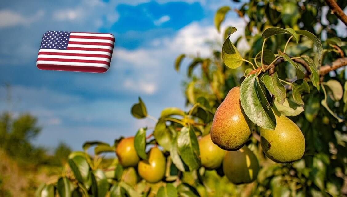 USA: meredek lejtőn a körteágazat 