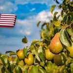 USA: meredek lejtőn a körteágazat 