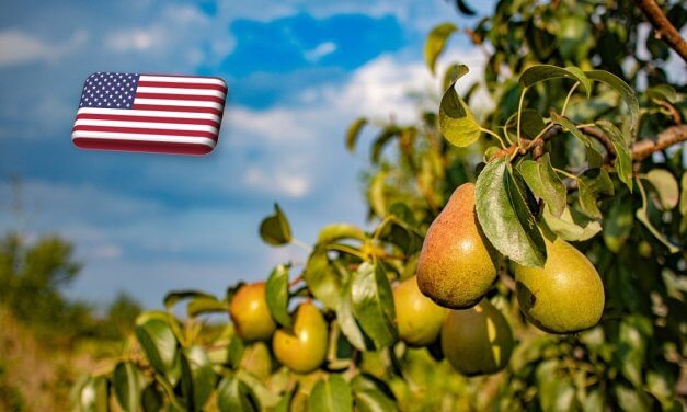 USA: meredek lejtőn a körteágazat 