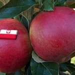 Lengyelország: 20%-kal drágább az Idared a tavalyi árszintnél 