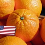 USA: genetikailag módosított fák a narancszöldülés ellen? 
