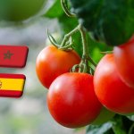 Spanyolország: adócsalás miatt eljárás indul paradicsomimportőrök ellen