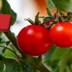 Marokkó: csaknem 20%-kal bővült idén a paradicsomexport volumene 