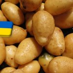 Ukrajna: átmenetinek tűnő árcsökkenés a burgonya piacán 