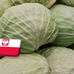 Lengyelország: meddig emelkedhet még a káposzta ára? 