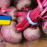 Ukrajna: átmenetinek tűnő drágulás a cékla piacán 