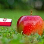 Lengyelország: már rekordszinten a Gala ára, és további drágulás várható