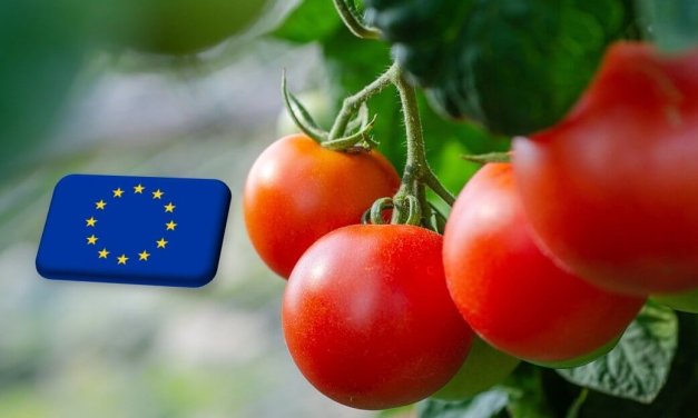 Fontos változás a paradicsom barna termés-ráncosodást okozó (ToBRFV) károsító növényegészségügyi státuszában