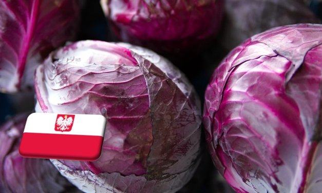 Lengyelország: rekord árszinten zárja a szezont a vöröskáposzta 