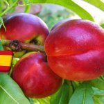 Spanyolország: február végén teljes virágzás várható a murciai csonthéjas-ültetvényekben 