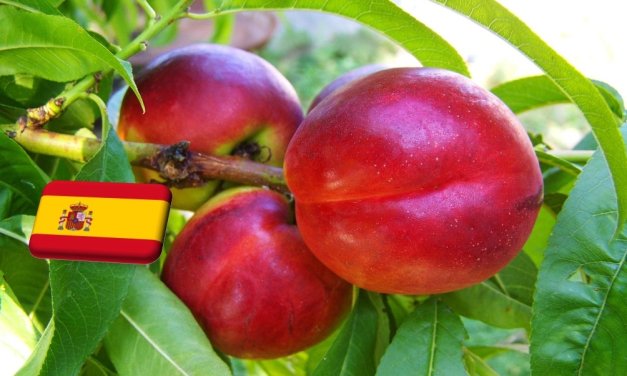 Spanyolország: február végén teljes virágzás várható a murciai csonthéjas-ültetvényekben 