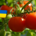 Ukrajna: március végén jelentősen csökkent a paradicsom ára 