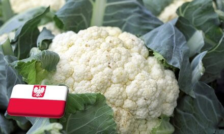 Lengyelország: a végéhez közeledik a karfiolszezon 