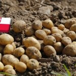 Lengyelország: február végén hullámvölgybe került a burgonya ára 