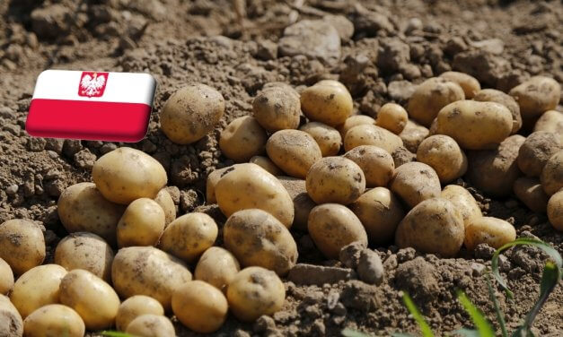 Lengyelország: február végén hullámvölgybe került a burgonya ára 