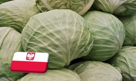 Lengyelország: már olcsóbb a káposzta a tavalyinál
