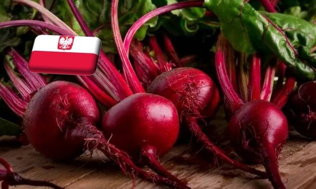 Lengyelország: januári élénkülés a cékla piacán 