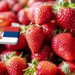 Szerbia: új kihívások az üvegházi szamóca termesztésében 