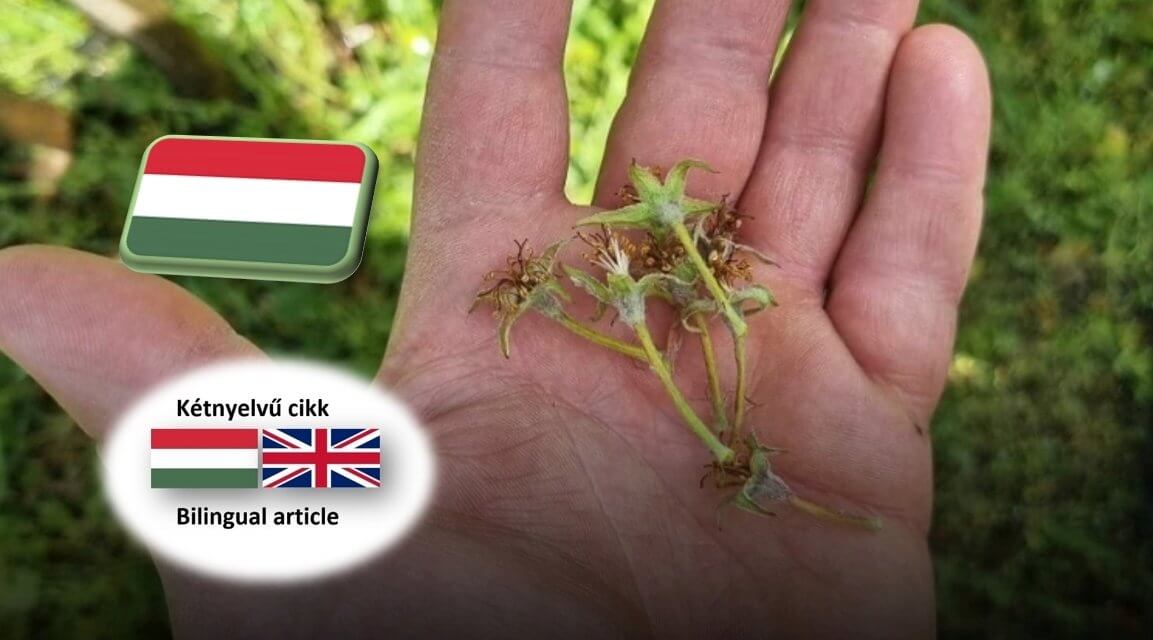 Országos kiterjedésű hajnali fagyok károsították a gyümölcsösöket / Hungarian orchards hit by severe frost 
