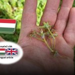 Országos kiterjedésű hajnali fagyok károsították a gyümölcsösöket / Hungarian orchards hit by severe frost 