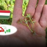 A FruitVeB felmérése a 2025. április 7-10-i fagykárokról