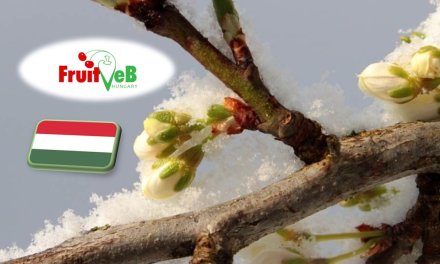 Kivédhetetlen szállított fagy pusztított a magyar gyümölcsösökben 