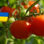 Ukrajna: egy hét alatt csaknem 20%-kal lett olcsóbb a paradicsom 