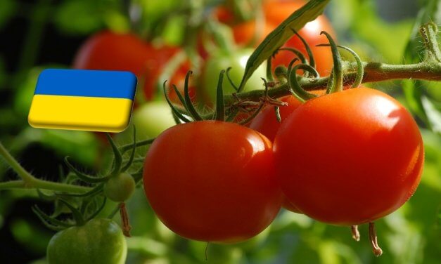 Ukrajna: megérkezett a piacokra a belföldi hajtatott paradicsom 