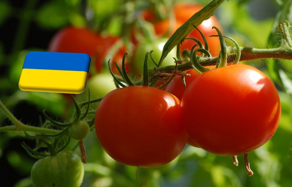 Ukrajna: megérkezett a piacokra a belföldi hajtatott paradicsom 