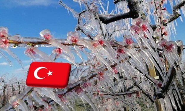 Törökország: súlyos fagykárokat szenvedtek a gyümölcsösök