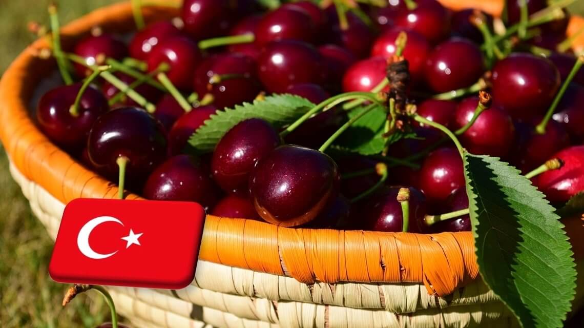 Törökország: súlyosak a cseresznyeültetvényeket sújtó fagykárok 