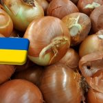 Ukrajna: a kérdéses minőség miatt egyre olcsóbb a hagyma a piacokon 