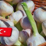 Törökország: jó kilátásokkal indult az idei fokhagymaszezon 