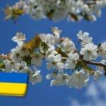 Ukrajna: elhúzódó fagyok miatt minimális kajszitermés várható 